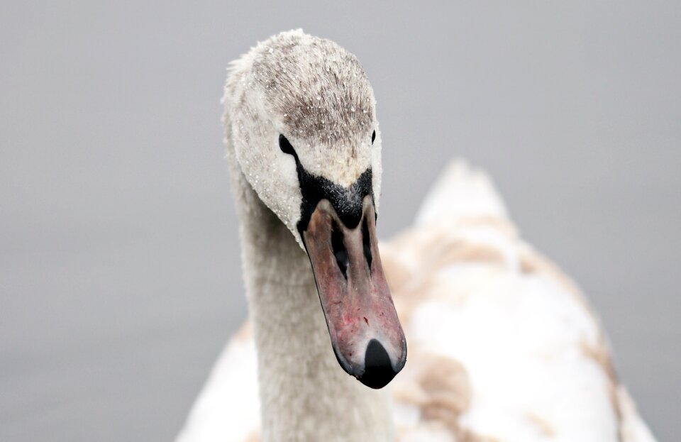 Water bird nature bird