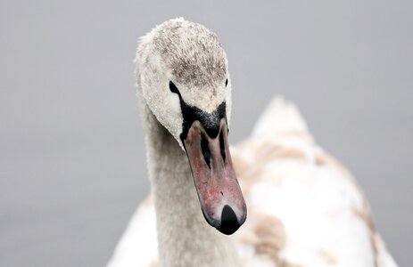 Water bird nature bird