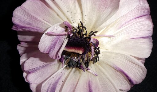 Blossom bloom inside
