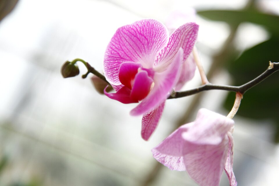 Orchid phalanopsis flower