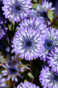 Flower plant nature