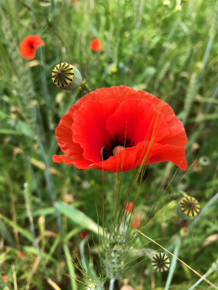 Plant field garden