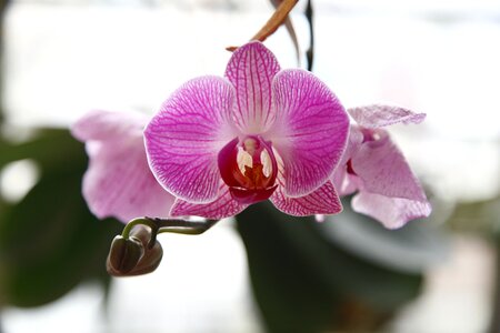 Orchid phalanopsis flower