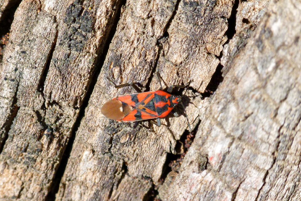 Orange beetle nature wood