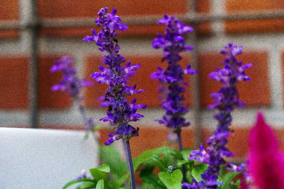 Plant nature close up