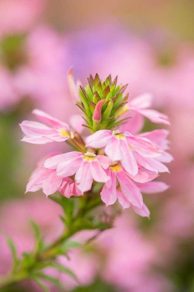 Garden pink flowers photo