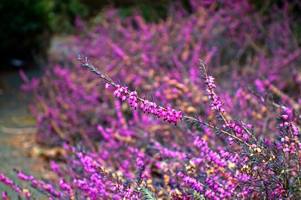 Heather purple spring