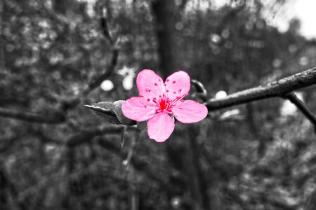Blossom blooming sakura photo