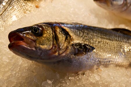 Sea food animal photo