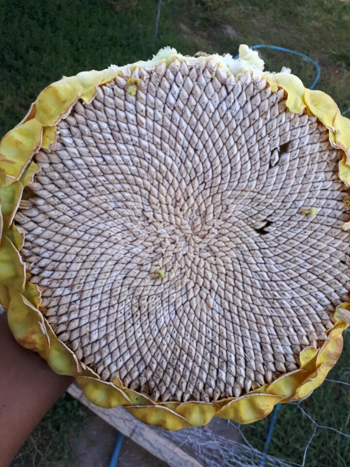 Month core gulberoj