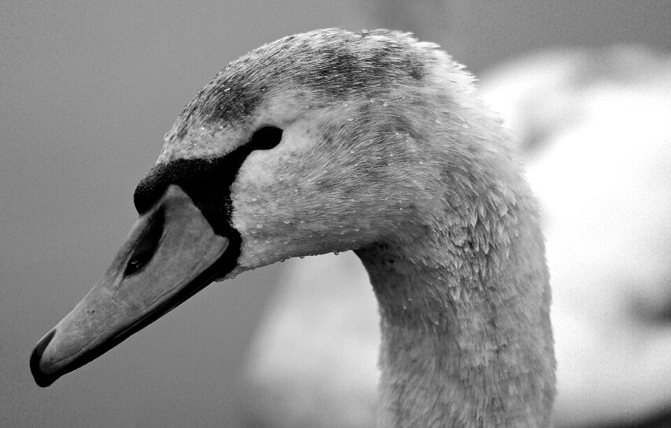 Water bird nature bird