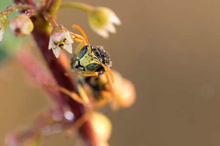French field wasp macro morgentau