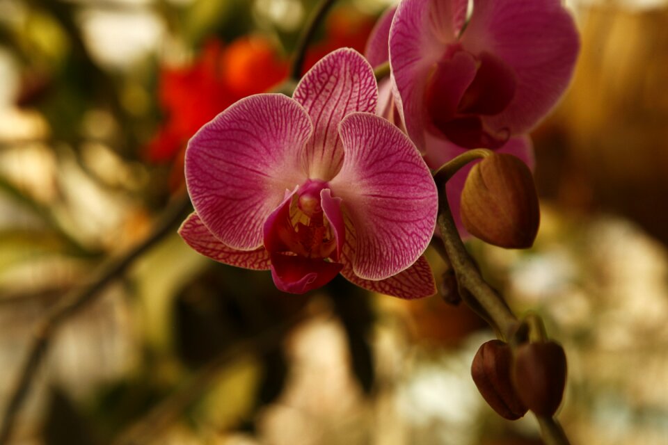 Orchid phalanopsis flower