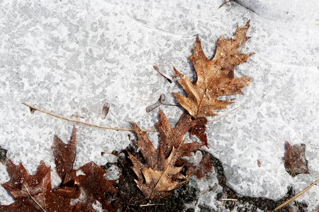Leaves winter frozen