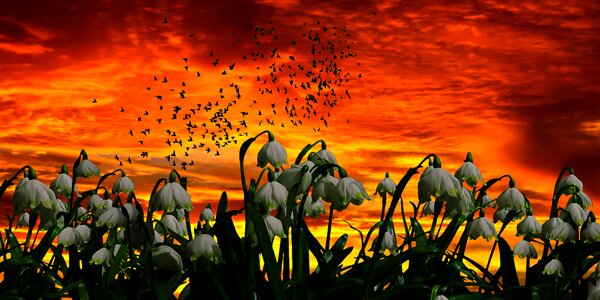 Flower plant blossom