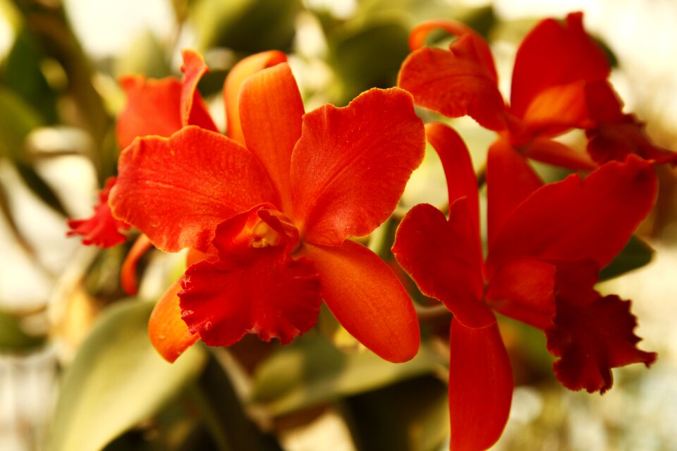 Orchid cattelya flower