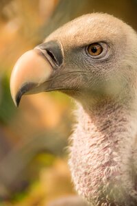 Bird of prey animal beak photo