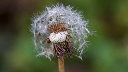 Nature close up seeds photo