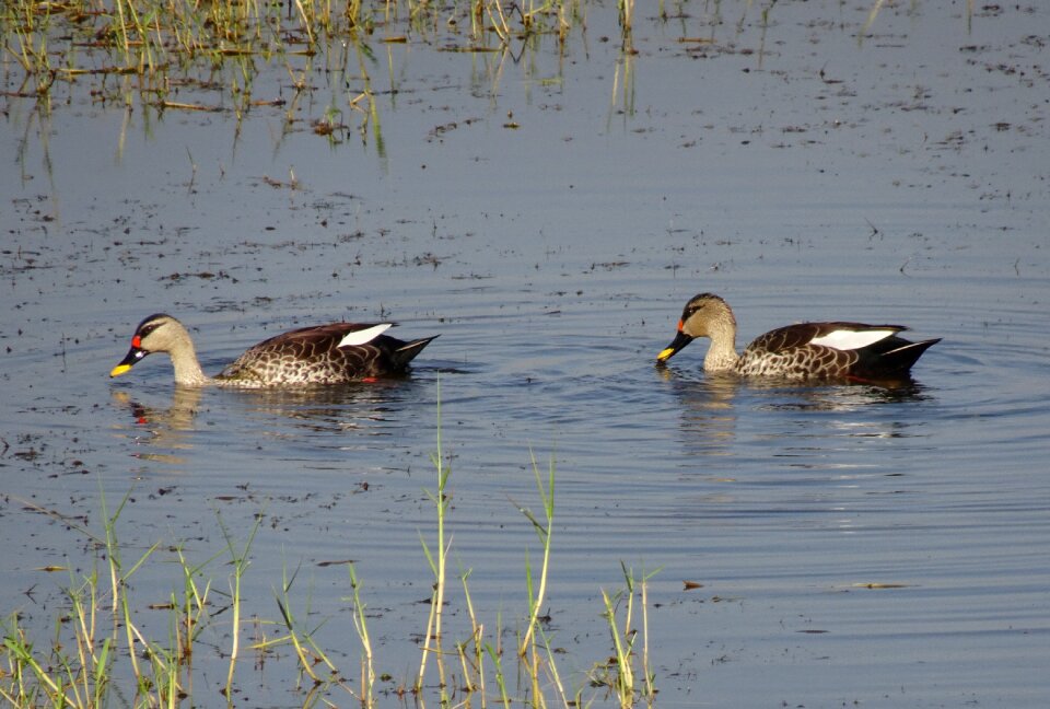 Wildlife spot-billed duck swimming