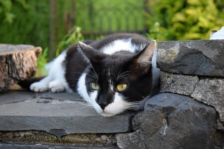Animal portrait concerns domestic cat