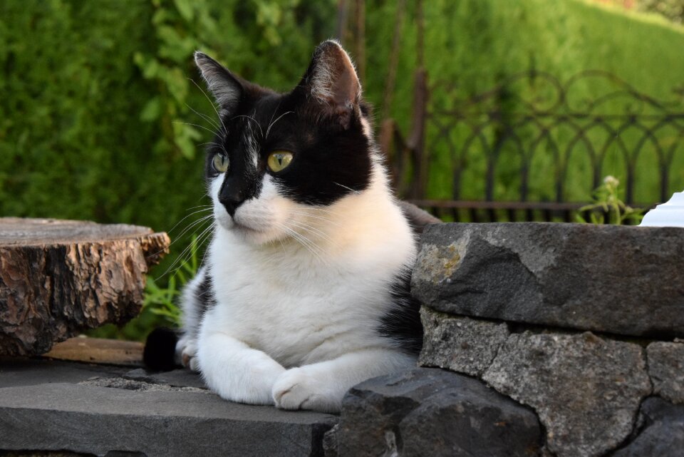 Animal portrait concerns domestic cat