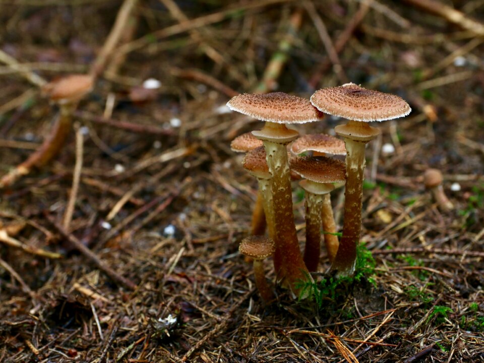 Mushrooms autumn needle forest floor