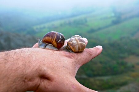 Clam summer invertebrate
