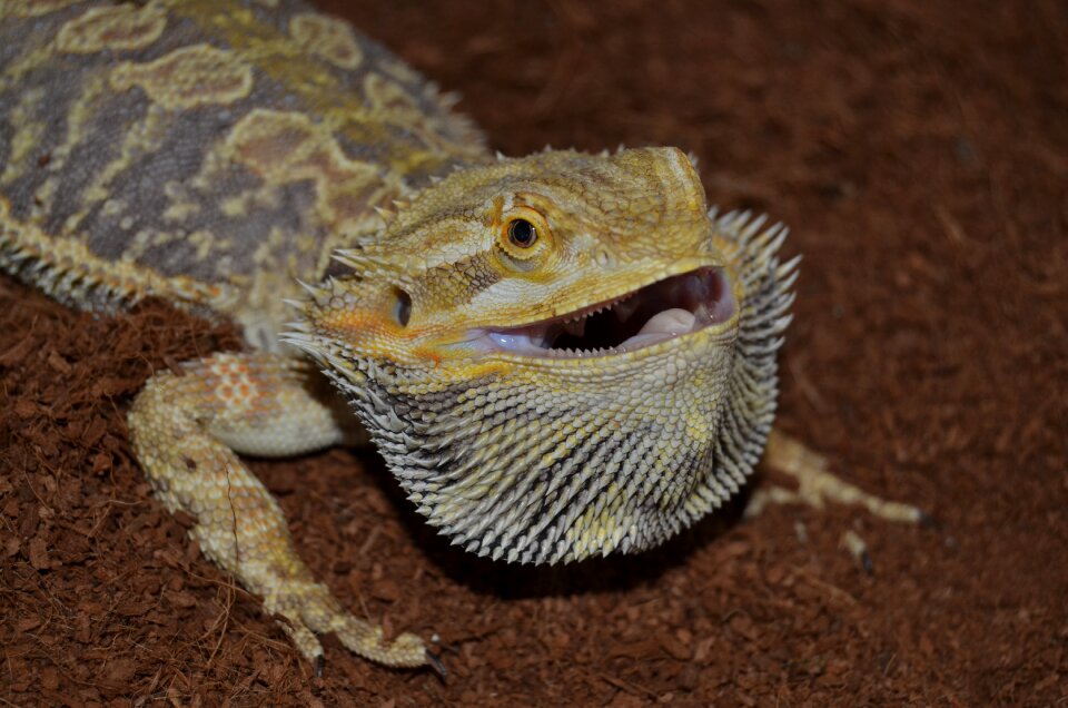 Lizard nature animalia