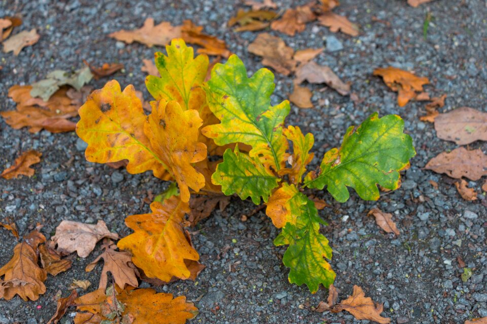 Fall color tree yellow