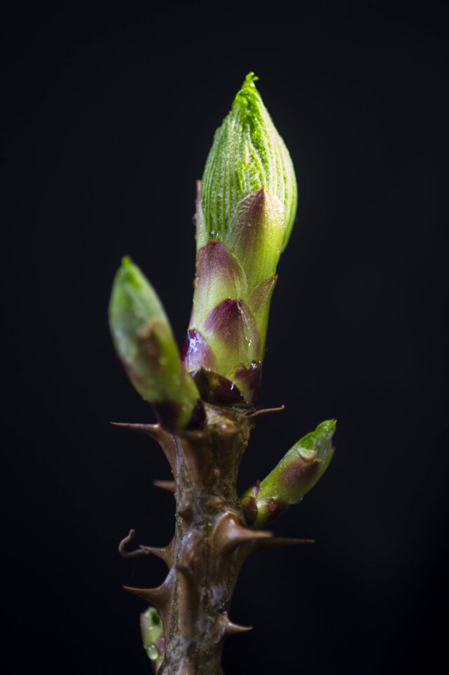 Thaw breakfast thorns medicine