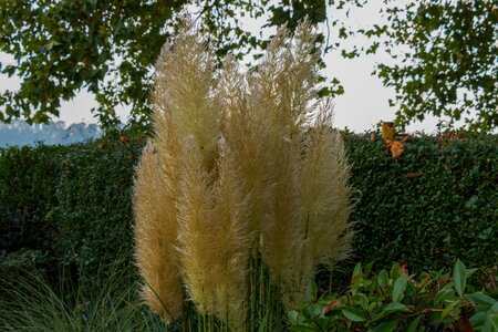 Grasses halme reed