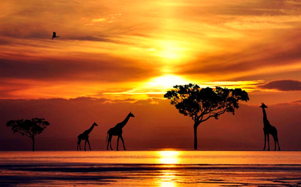 Dusk sun silhouette
