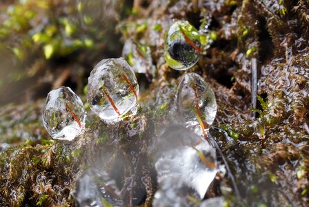 Drops moss icicle photo