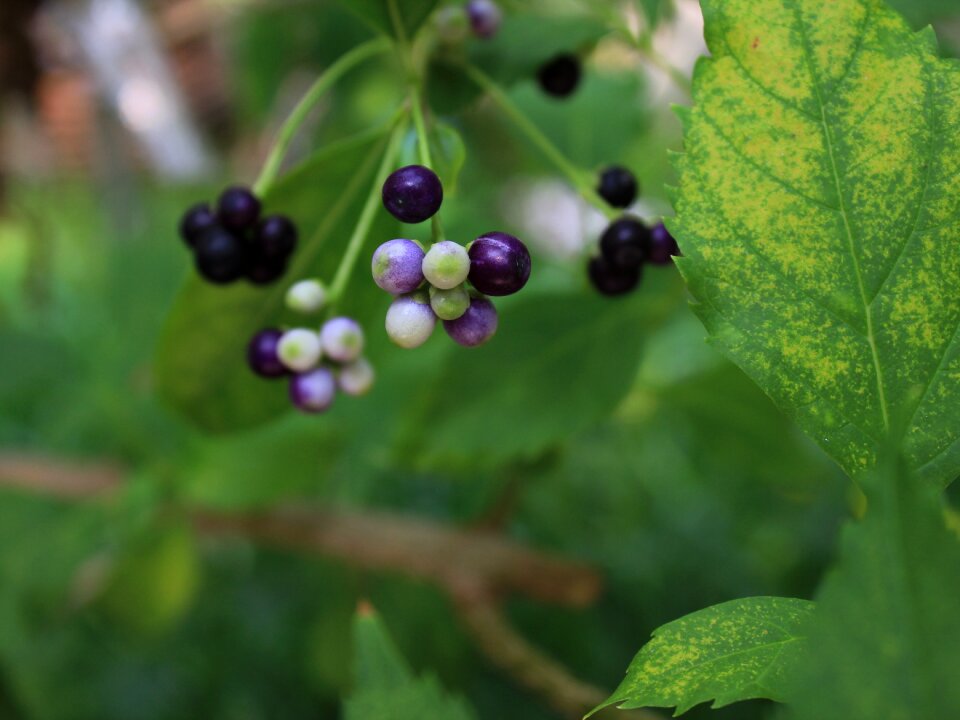 Fruit green violet