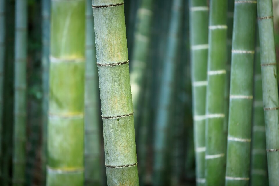 Plant forest exotic