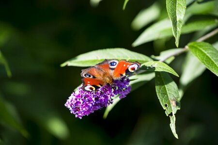 Butterfly bush lilac nature