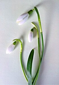Early bloomer signs of spring bell