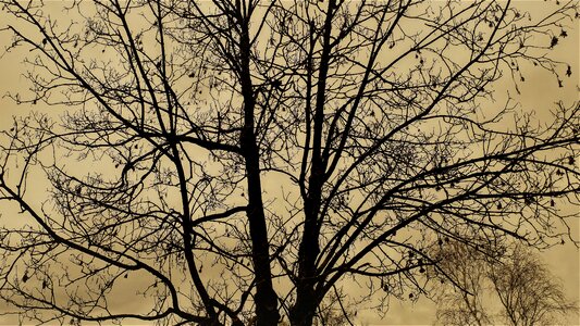 Landscape branch backlight