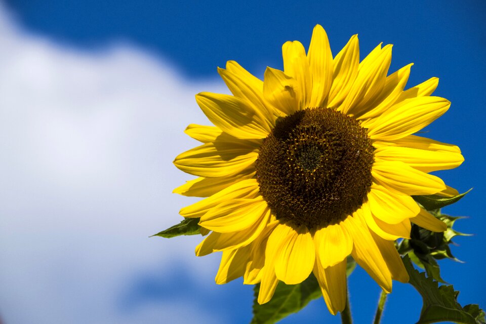 Bloom summer yellow