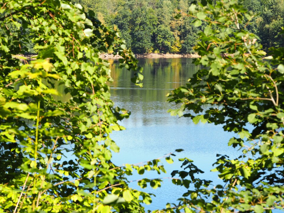 Recovery landscape trees