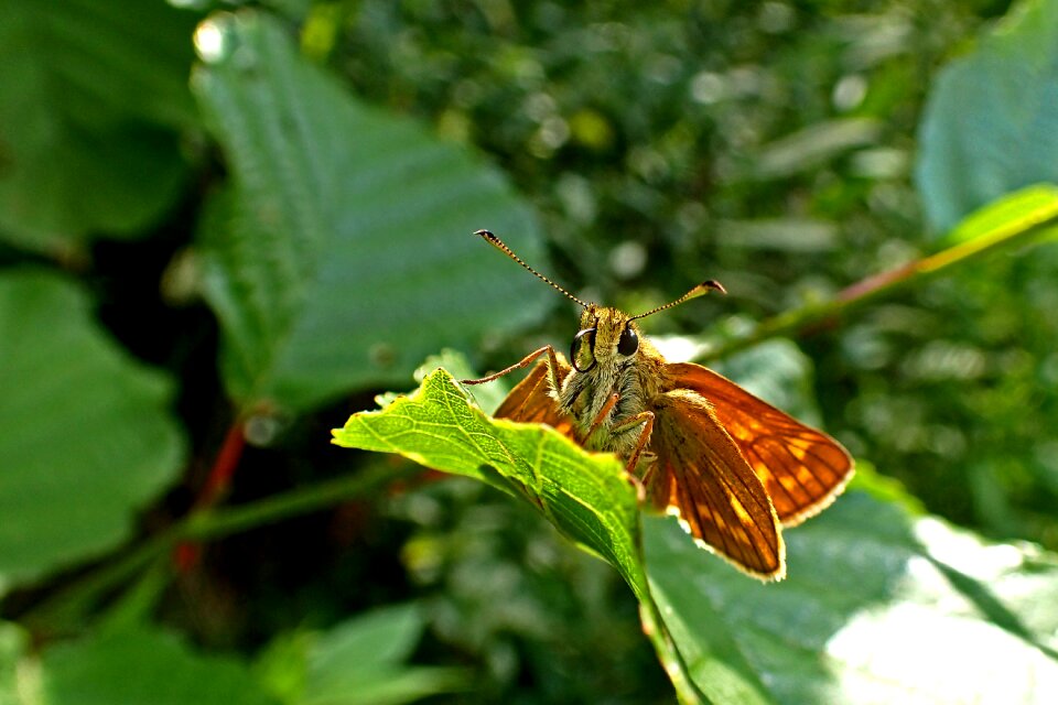 Insect spring large skipper