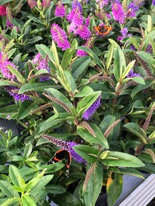 Flower insect have