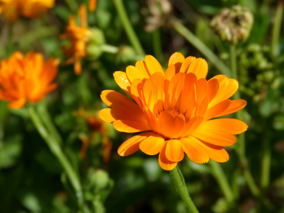 Flower herbs garden