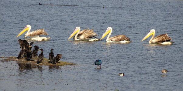 Rosy pelican white pelican water