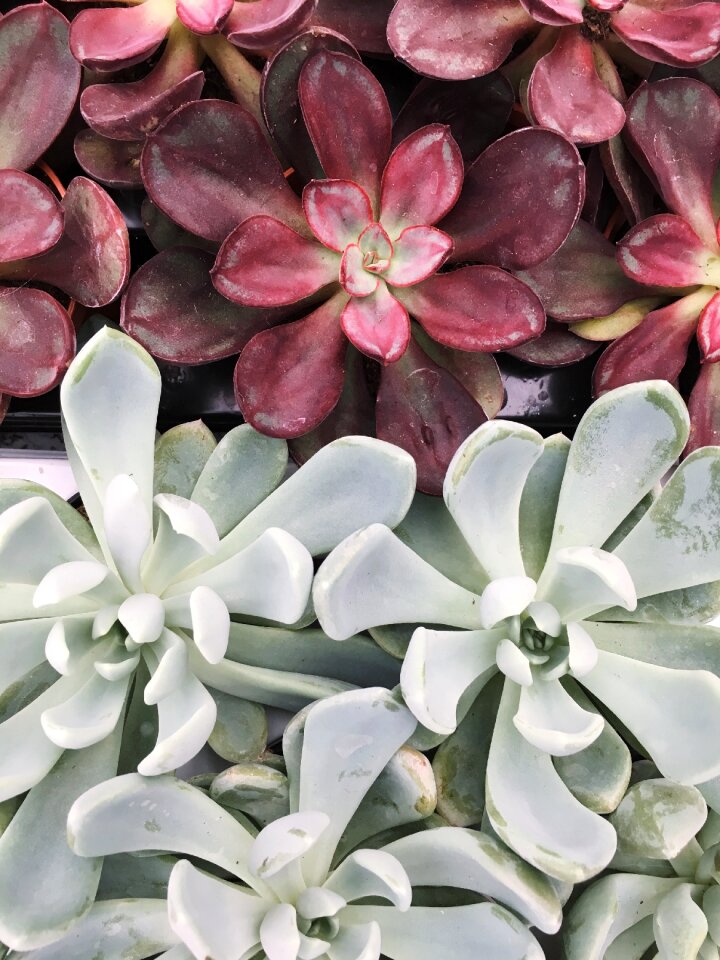 Plant plants succulents