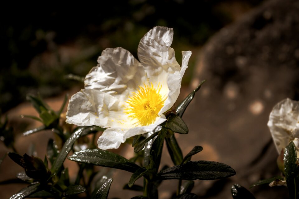 South sunny floral