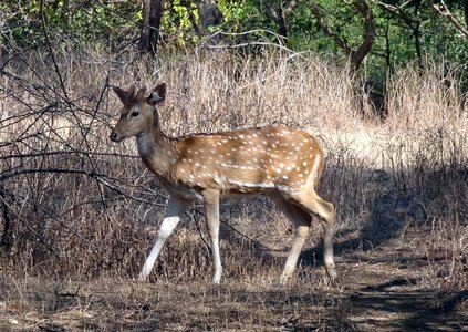 Female axis axis deer photo