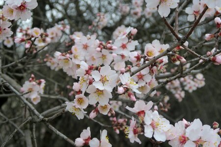 Spring flower tree