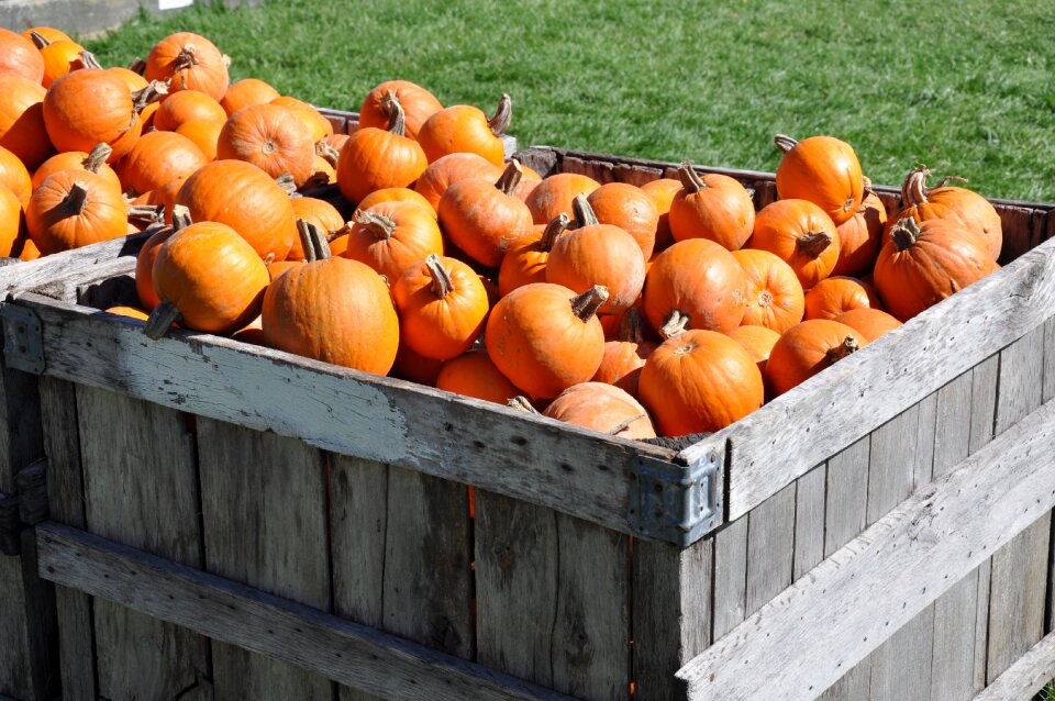 Grow pasture pumpkins