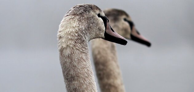 Waterfowl nature birds photo